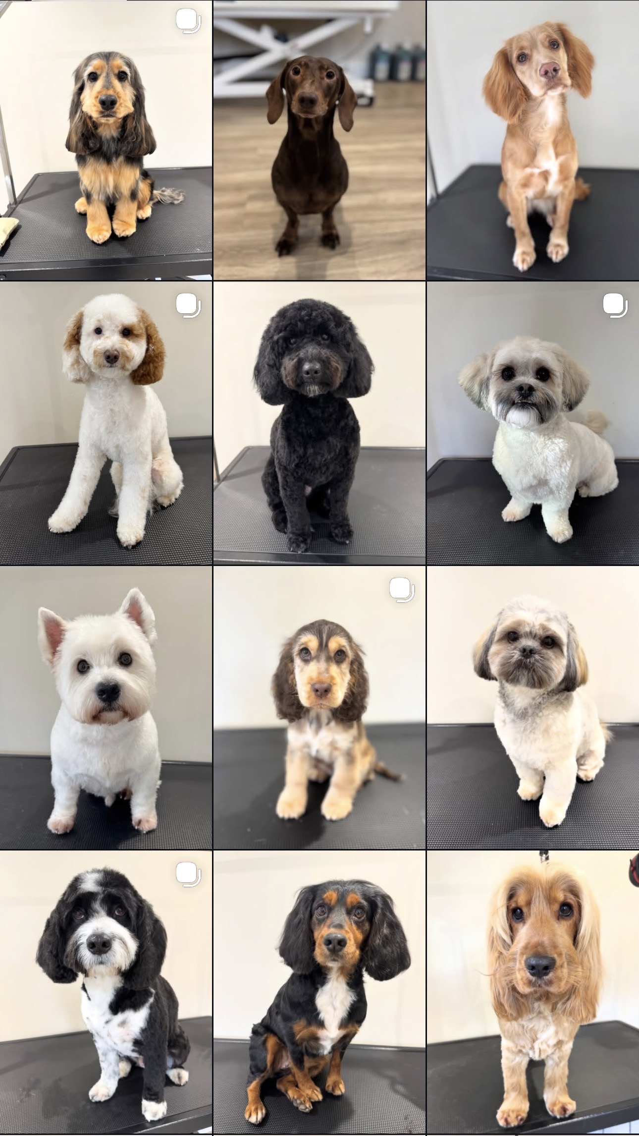 Paws. Dog Grooming Spa